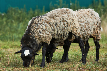 Flock of sheep grazing at summer field