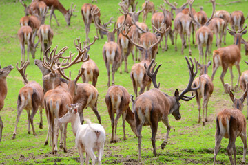 Sticker - Herd of red deer in a meadow