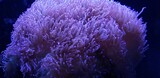 purple anemone