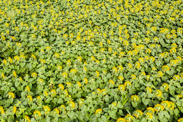 Wall Mural - Sunflower field with cloudy blue sky, aerial bird-eye view.