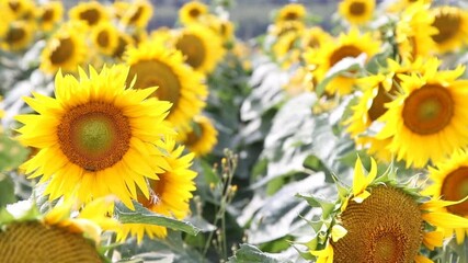 Wall Mural - Sunflowers close up, nature background
