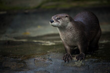 North American Otter By The Water