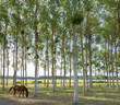 horse between poplar trees in Parc naturel régional Loire-Anjou-Touraine