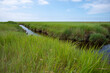 salt marshes at the north sea in germany near st peter ording and westerhever sand