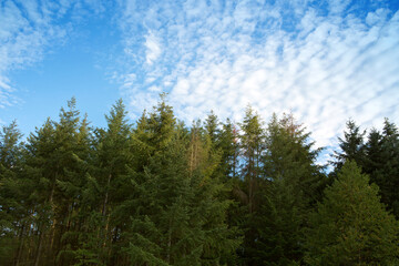 Wall Mural - summer landscape of green trees with bright clouds sky