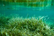 Underwater Posidonia Oceanica seagrass seen in the mediterranean sea with clear blue water. Meadows of this algae are important for the ecosystem and for the marine environment