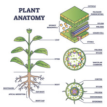 Plant Anatomy With Structure And Internal Side View Parts Outline Diagram. Educational Labeled Botany Explanation With Cross Section For Flower And Leaves Layers Under Microscope Vector Illustration.