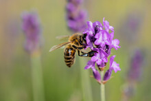 European Honey Bee On A Lavender Flower