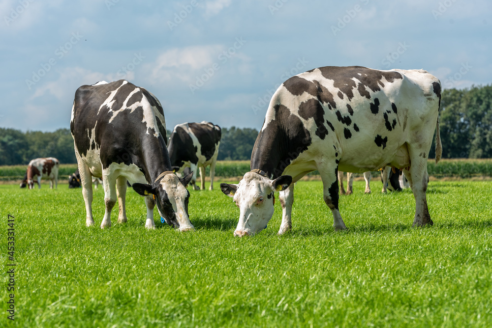 two black and white cow eats grass and stands in the field Stock Photo ...