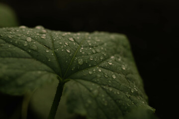 green plant with dew drops in vegetable garden and park