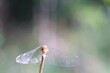 Photo of a dragonfly on a green background. Insects close-up.