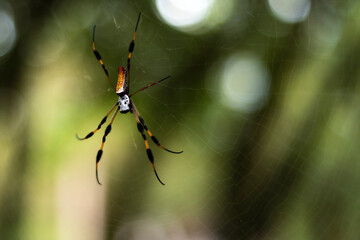Golden Silk Orb Weaver Spider