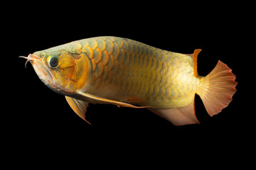 Wall Mural - Golden Arowana Fish (Cross Back, Cross Back Golden, CBG)