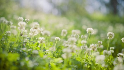 Sticker - White clover flowers and grass field and morning summer sun