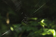 Spider's web in woven on the background of the autumn forest.