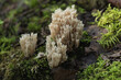 Ramaria stricta mushrooms growing in the forest. Ramaria Stricta. 
