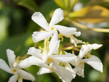 (Trachelospermum Jasminoides) Gros Plan Sur Fleurs Blanches En Cymes Paniculées à Pétales Incurvés De Jasmin étoilé Ou Faux Jasmin