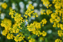 Yellow Wildflowers Camphor Weed (Heterotheca Subaxillaris) Blurred Background.