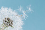 Fototapeta Dmuchawce - Macro dandelion at blue background. Freedom to Wish.
