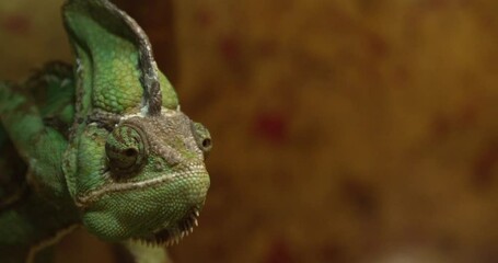 Wall Mural - Veiled chameleon in zoological garden