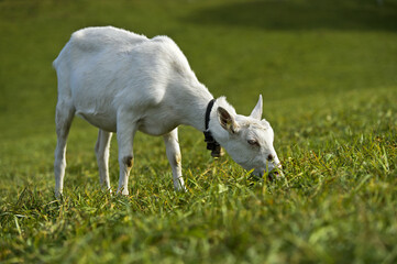 Wall Mural - Saanen goat grazing in a green meadow