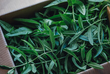 Box Of Fresh Lemon Verbena Herb