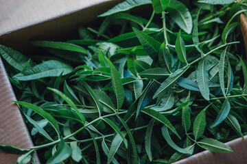 box of fresh lemon verbena herb