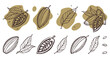 Cocoa set. Hand-drawn vector Cacao beans, leaves. Doodle Outline sketches Vector illustration for design menu, shop, fabric, wallpaper. Plant parts. For logo, print, label, emblem, symbol
