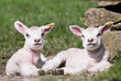 Cute Lambs