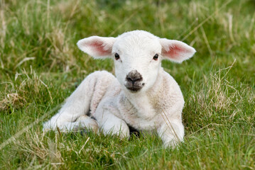 Cute Lambs