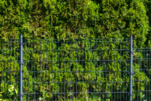 Green Thuja Hedge Behind A Metal Fence