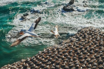 Auckland,  New Zealand , 2 January 2021
Colonies of gannets that are gathering on the rocks 