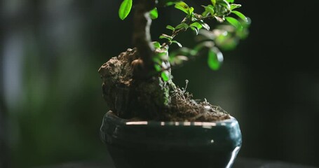 Close up of tiny bonsai tree in flowerpot. Beautiful plant rotating in small pot - zennism 4k footage