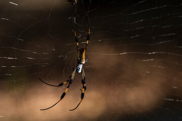 Golden Silk Orb Weaver Spider