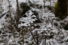 Dead Masterwort Plant Covered With Snow In The Forest