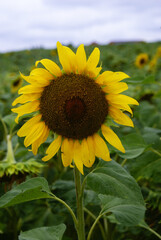 Sticker - Blooming sunflowers in the farm