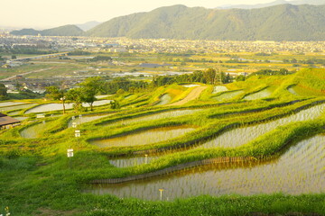 Wall Mural - 美しくて静かな夕暮れ時の棚田の風景