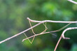 Walking stick insect or Phasmids (Phasmatodea or Phasmatoptera) also known as stick insects, stick-bugs, walking sticks, bug sticks or ghost insect. Selective focus, blurred background with copy space