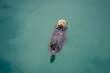 Sea Otter Floating On Water