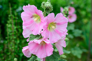 Many delicate pink magenta flowers of Althaea officinalis plant, commonly known as marsh-mallow in a British cottage style garden in a sunny summer day, beautiful outdoor floral background.