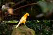 Yellow canary bird sitting on a stone outdoors between tree branches and green leaves