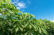 cassava tree leaf and sky, cassava or yucca fields, tapioca leaf in plantation land