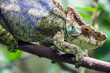 The Parson's chameleon (Calumma parsonii) is a large species of chameleon, a lizard in the family Chamaeleonidae. It is endemic to Madagascar. 