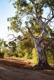 Fototapeta Natura - Tree in dry river bed