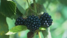 Blackberries In The Sun Sway In The Wind. Macro Video Shooting Of Juicy And Ripe Berries.