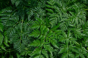 Green fern leaves, on a dark background. Background, texture, nature
