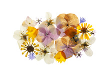 Pressed Dried Flowers On White Background, Top View. Beautiful Herbarium
