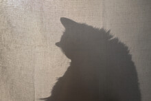Silhouette Of Cat Sitting Behind Lightweight Cotton Fabric. Shadow From The Cat.