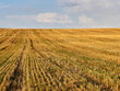 © Sergey - stalks of wheat after harvesting wheat against the background of sky