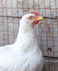 Poster - Portrait of a chicken on farm.